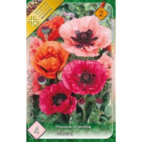 Virághagyma Papaver Orientale mixed 4db