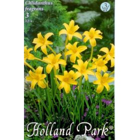 Virághagyma Chlidanthus fragrans  3db