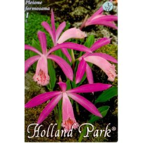 Virághagyma Pleione formosana  1db