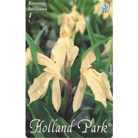 Virághagyma Roscoea beesiana  1db