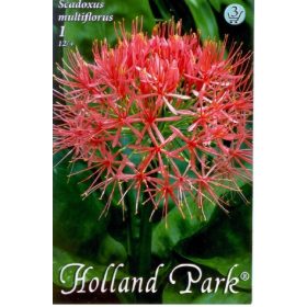 Virághagyma Scadoxus multiflorus  1db