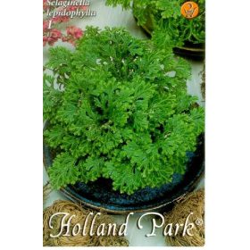 Virághagyma Selaginella lepidophylla  1db