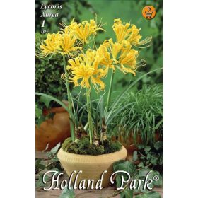 Virághagyma Lycoris Aurea  1db