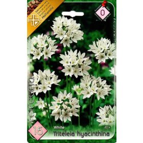 Virághagyma Tritelia hyacinthina White 15db