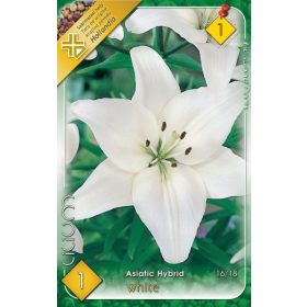 Virághagyma Lilium Asiatic Hybrid White 1db