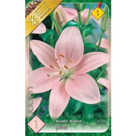 Virághagyma Lilium Asiatic Hybrid Pink 1db