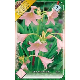 Virághagyma Crinum powellii  1db