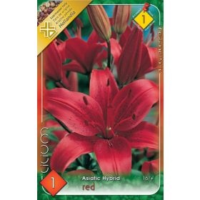 Virághagyma Lilium Asiatic Hybrid Red 1db