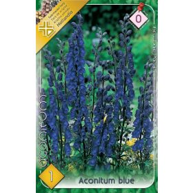 Virághagyma Aconitum Blue  1db
