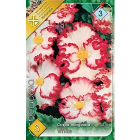 Virághagyma Begonia Crispa marginata White 3db