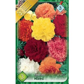 Virághagyma Begonia Frimbriata mixed 3db