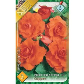 Virághagyma Begonia Double large flowering Copper 3db