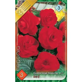 Virághagyma Begonia Double large flowering Red 3db