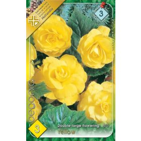 Virághagyma Begonia Double large flowering Yellow 3db