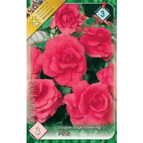 Virághagyma Begonia Double large flowering Pink 3db