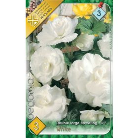 Virághagyma Begonia Double large flowering White 3db