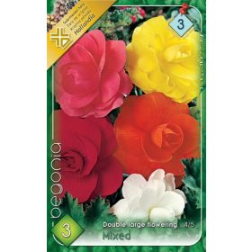 Virághagyma Begonia Double large flowering mixed 3db