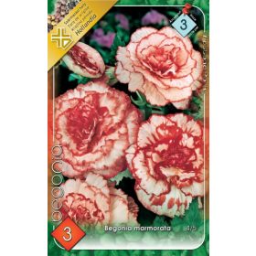Virághagyma Begonia Marmorata  3db