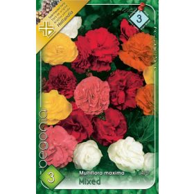 Virághagyma Begonia Multiflora maxima mixed 3db