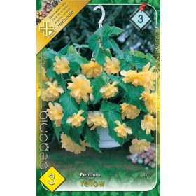 Virághagyma Begonia Pendula Yellow 3db