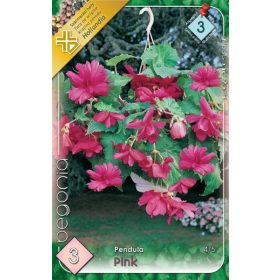 Virághagyma Begonia Pendula Pink 3db