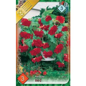 Virághagyma Begonia Pendula Red 3db