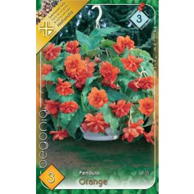 Virághagyma Begonia Pendula Orange 3db