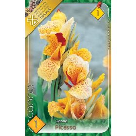 Virághagyma Canna Picasso  1db