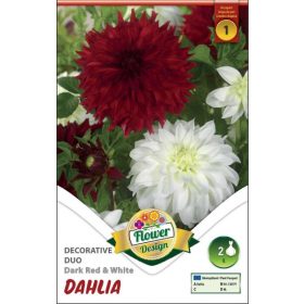 Virághagyma Dahlia Decorative Duo Dark Red & White 2db