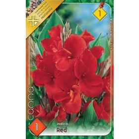 Virághagyma Canna Indica Red 1db