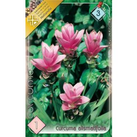 Virághagyma Curcuma alismatifolia  1db