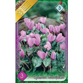 Virághagyma Cyclamen hederifolium 3db