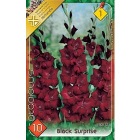 Virághagyma Gladiolus Black Suprise  10db