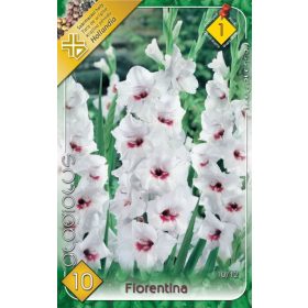 Virághagyma Gladiolus Fiorentina/Ajax 10db