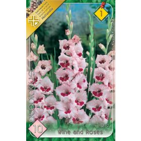 Virághagyma Gladiolus Wine and Roses  10db