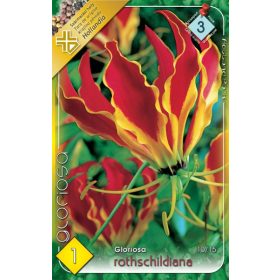 Virághagyma Gloriosa rothschildiana  1db