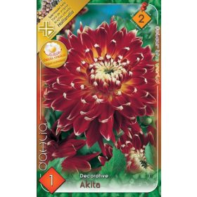 Virághagyma Dahlia Decorative Akita 1db