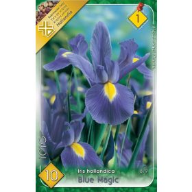 Virághagyma Iris Hollandica Blue Magic 10db