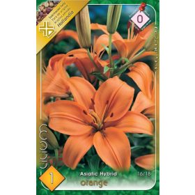 Virághagyma Lilium Asiatic Hybrid Orange 1db