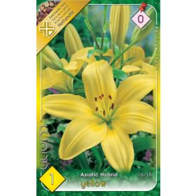 Virághagyma Lilium Asiatic Hybrid Yellow 1db