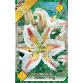 Virághagyma Lilium Oriental Hybrid Garden Party 1db