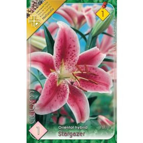 Virághagyma Lilium Oriental Hybrid Stargazer 1db