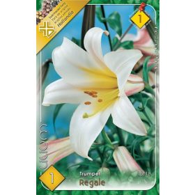 Virághagyma Lilium Trumpet Regale 1db