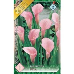 Virághagyma Zantedeschia Pink  1db