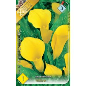 Virághagyma Zantedeschia Yellow  1db