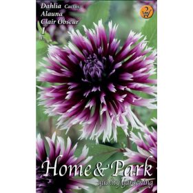 Virághagyma Dahlia Cactus Alauna Clair Obscur 1db