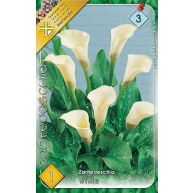 Virághagyma Zantedeschia White  1db