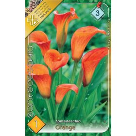 Virághagyma Zantedeschia Orange  1db