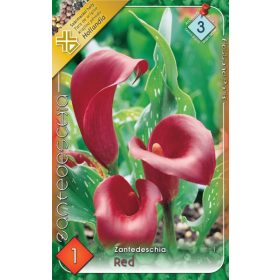 Virághagyma Zantedeschia Red  1db