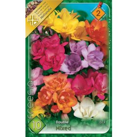 Virághagyma Freesia Double mixed 10db